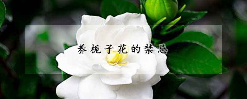 养栀子花的禁忌(养栀子花的小窍门)