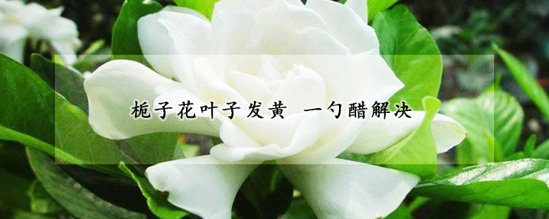 栀子花叶子发黄 一勺醋解决(栀子花用醋喷叶子)