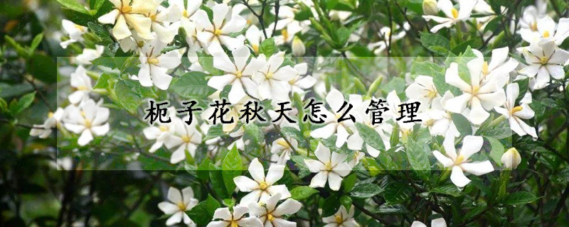 枙子花秋天怎么管理(枝子花秋季怎么养)