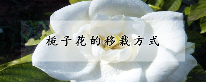 栀子花的移栽方式(栀子花的移栽方法by水在镜中)