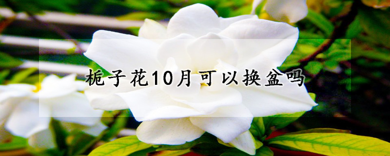 栀子花10月可以换盆吗(栀子花11月换盆行吗)