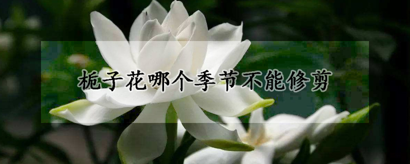 栀子花哪个季节不能修剪(栀子花在什么时候适合修剪)