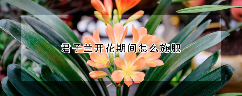 君子兰开花期间怎么施肥(君子兰开花期间施肥吗)