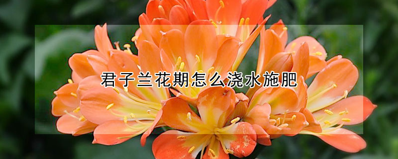 君子兰花期怎么浇水施肥(君子兰花什么时候浇水)