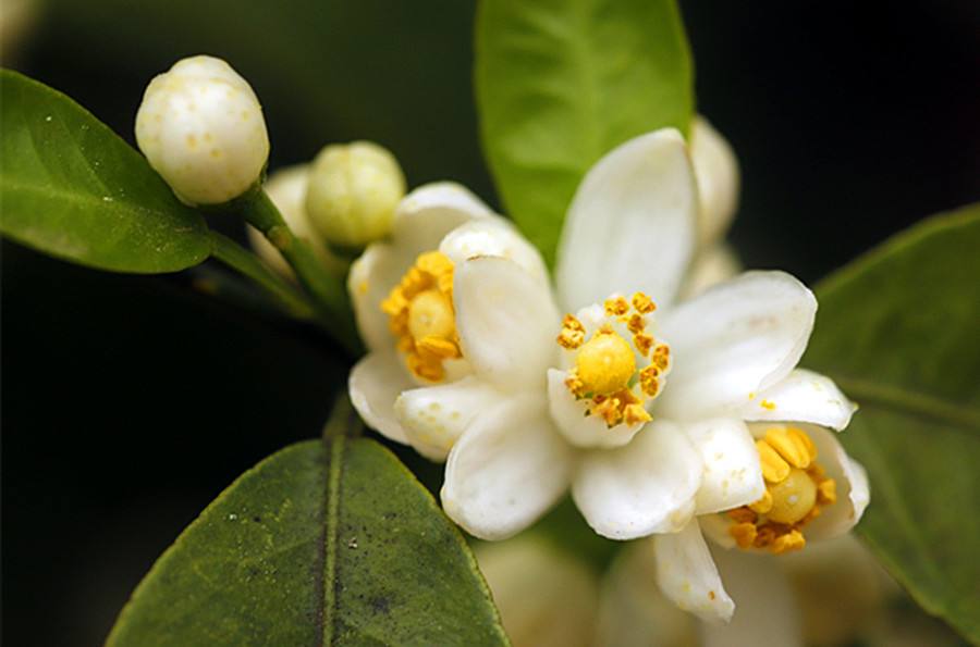 柑橘如何促芽促花？柑橘促芽促花的方法