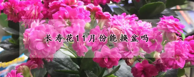 长寿花11月份能换盆吗(长寿花花期换盆)