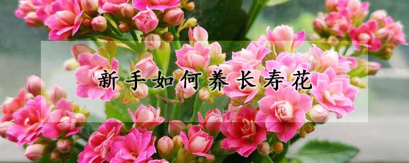 新手如何养长寿花(新手如何种长寿花)