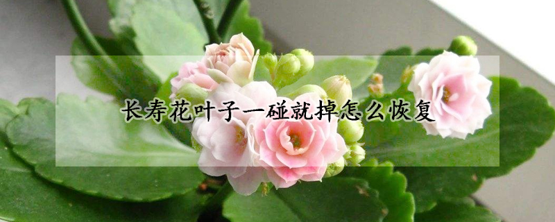 长寿花叶子一碰就掉怎么恢复(长寿花枯叶,一碰就掉)