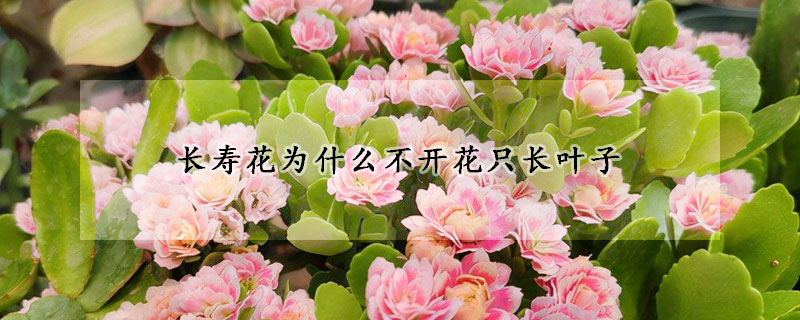 长寿花为什么不开花只长叶子(长寿花只长叶子不开花是什么原因)