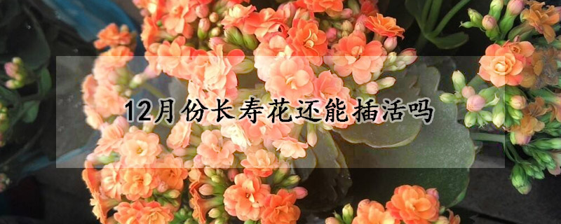 12月份长寿花还能插活吗(长寿花开花时能插活吗)