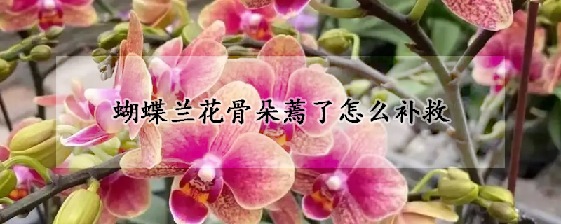 蝴蝶兰花骨朵蔫了怎么补救(蝴蝶兰花骨朵蔫了怎么补救图片)