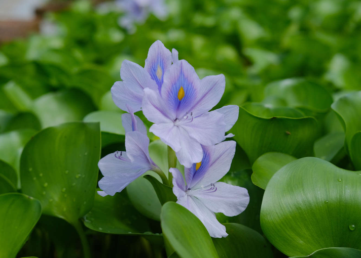 凤眼莲的主要价值以及花语(凤眼莲是水生花卉吗)