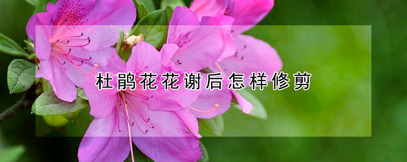 杜鹃花花谢后怎样修剪(杜鹃花花谢后怎样修剪叶子)