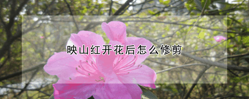 映山红开花后怎么修剪(映山红开花怎么养护)