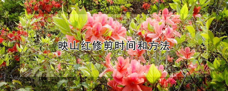 映山红修剪时间和方法(映山红修剪时间和方法视频)