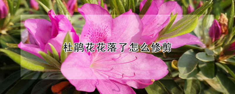 杜鹃花花落了怎么修剪(杜鹃花花谢了怎么修剪)