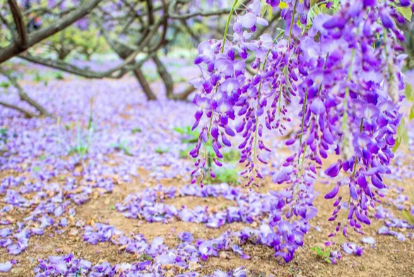 藤花花语和寓意(飘香藤的花语和寓意)