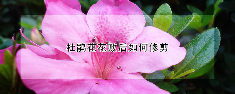 杜鹃花花败后如何修剪(杜鹃花开败后怎么剪枝)