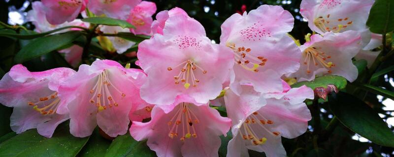 杜鹃花开花后怎么修剪(杜鹃花花开完怎么修剪)