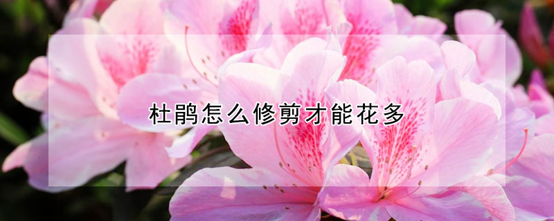 杜鹃怎么修剪才能花多(杜鹃花开花以后怎样修剪)