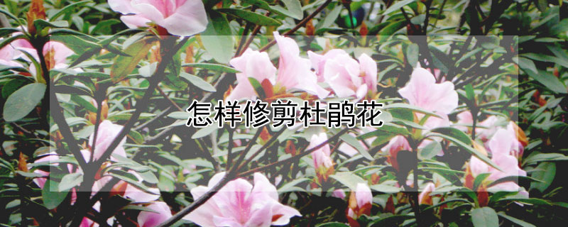 怎样修剪杜鹃花(怎样修剪杜鹃花视频教程)