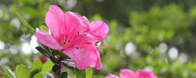 杜鹃花冬季怎么修剪(杜鹃冬天修剪)