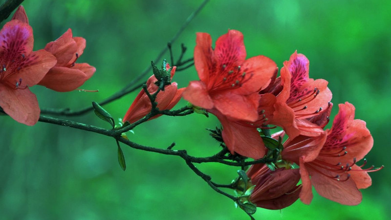 杜鹃花开花后怎么修剪(杜鹃花开花后怎么修剪枝条)