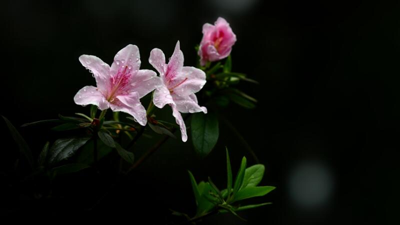 杜鹃花怎么修剪(开完花的杜鹃花怎么修剪)