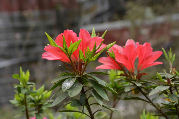 杜鹃花怎么修剪，花期前后疏叶剪残花(杜鹃花开花过后怎样修剪)