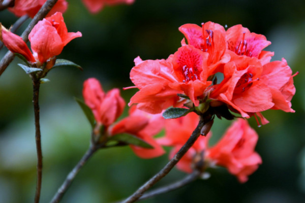 杜鹃花谢了后怎样剪，修剪残花和枯枝败叶(杜鹃花谢了后怎样剪,修剪残花和枯枝败叶)