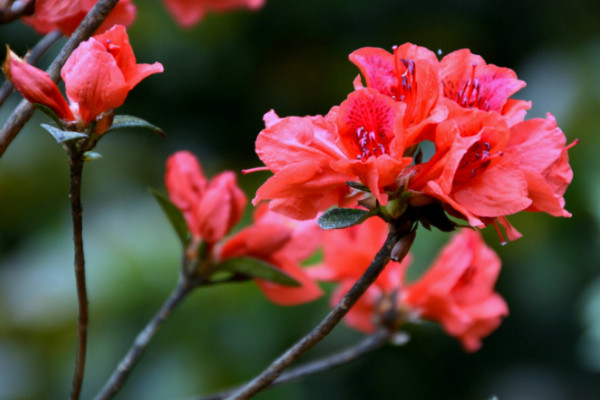 杜鹃花开花后怎么修剪，剪掉残花和烂枝(杜鹃花开花后怎么修剪,剪掉残花和烂枝)