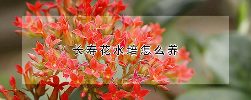 长寿花水培怎么养(长寿花可以水培么)