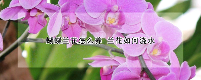 蝴蝶兰花怎么养 兰花如何浇水(蝴蝶兰怎么养 兰花如何浇水盆栽)