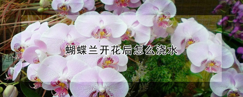 蝴蝶兰开花后怎么浇水(蝴蝶兰花怎样浇水)