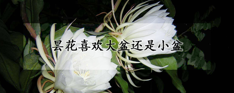 昙花喜欢大盆还是小盆(昙花用大盆还是小盆)