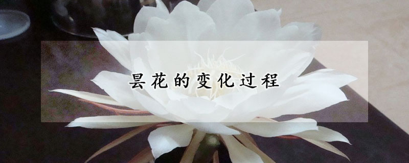 昙花的变化过程(观察昙花的变化过程)