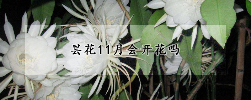 昙花11月会开花吗(昙花11月会开花吗图片)