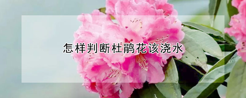 怎样判断杜鹃花该浇水(杜鹃花浇水正确方法)