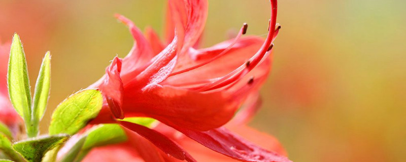 花期的杜鹃花如何浇水(杜鹃花花期怎样浇水)