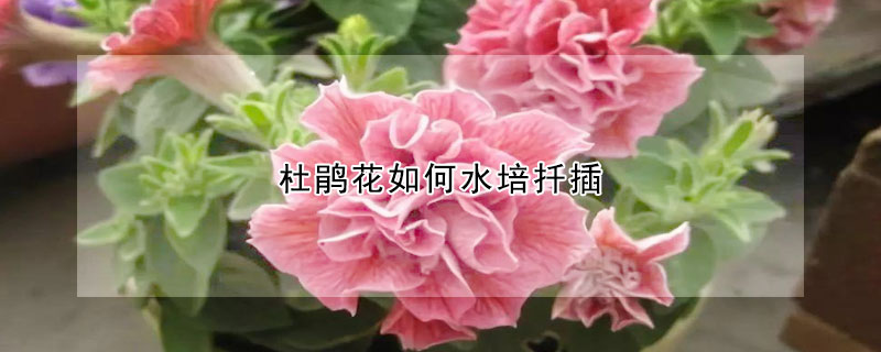 杜鹃花如何水培扦插