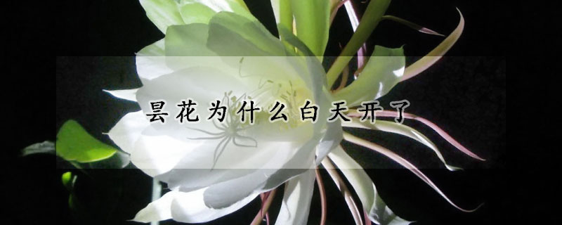 昙花为什么白天开了(昙花会在白天开吗)