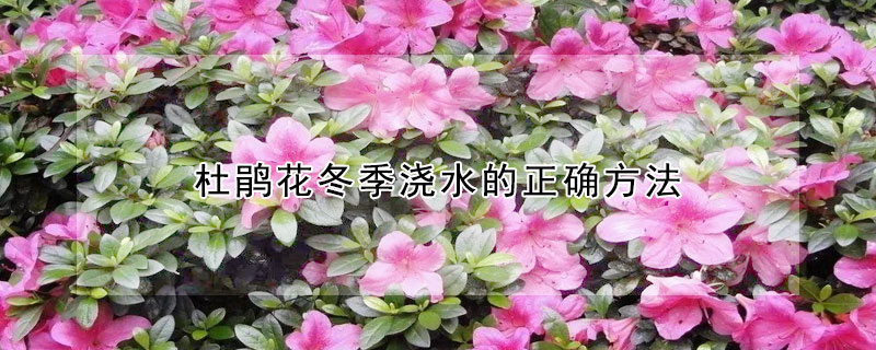 杜鹃花冬季浇水的正确方法(杜鹃花冬天浇几次水)