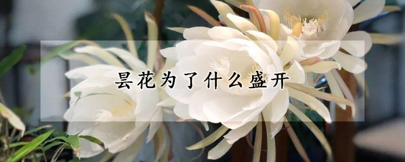 昙花为了什么盛开(昙花开花是为了啥)