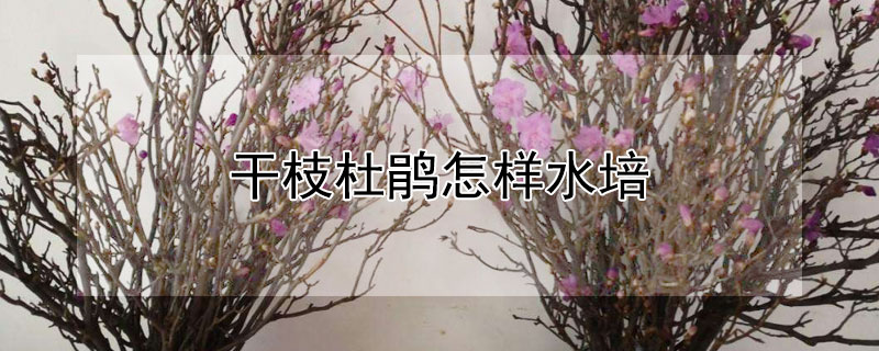 干枝杜鹃怎样水培(干杜鹃花枝怎么水培)