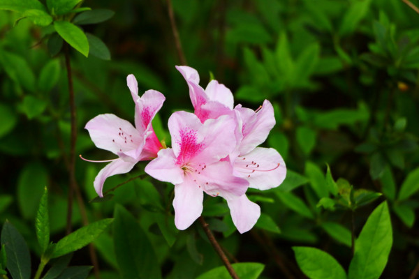 杜鹃花掉叶子怎么扑救，停止浇水更换微酸性土(杜鹃花浇水多了叶子枯萎咋办)