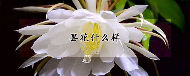 昙花什么样(昙花什么样的温度最适合插杆)