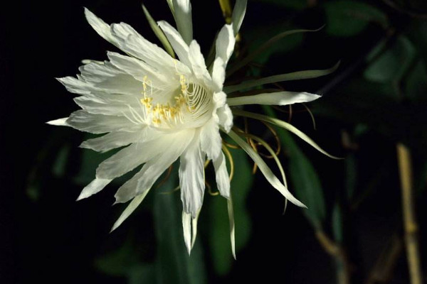 家里养昙花吉利吗 家里养昙花吉不吉利