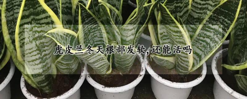 虎皮兰冬天根部发软,还能活吗(虎皮兰冬天根部发软,还能活吗怎么养)