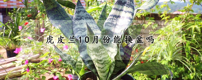 虎皮兰10月份能换盆吗