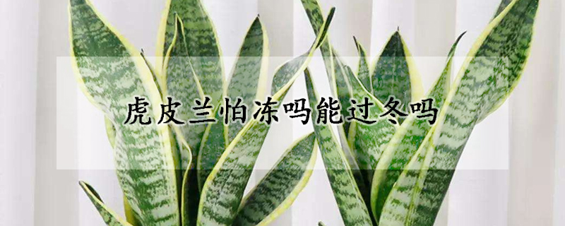 虎皮兰怕冻吗能过冬吗(虎皮兰冬天冻伤能活不)